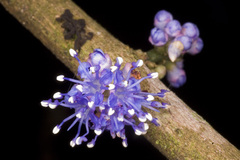 Memecylon talbotianum